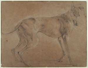a-greyhound-standing-turned-to-the-right