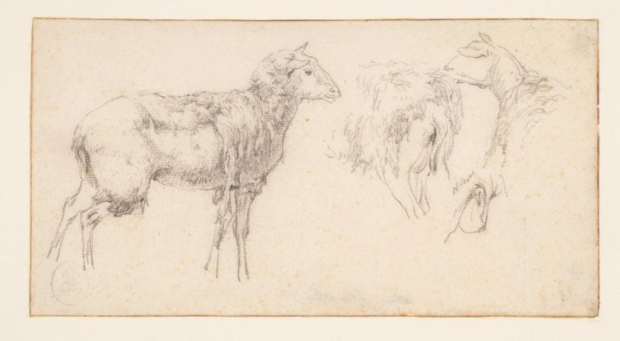 A Sheet with a Standing Sheep and Three Studies of a Sheep