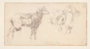 a-sheet-with-a-standing-sheep-and-three-studies-of-a-sheep