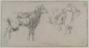 a-sheet-with-a-standing-sheep-and-three-studies-of-a-sheep