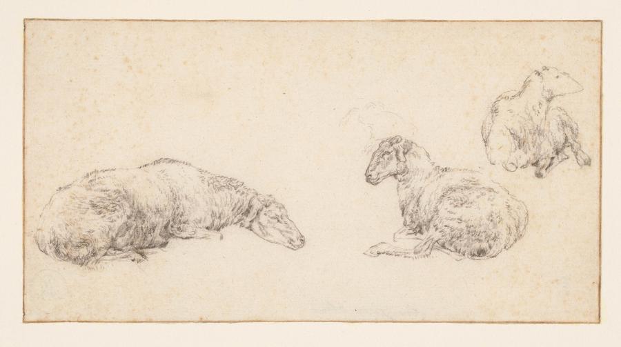 Een blad met drie schetsen van een liggend schaap