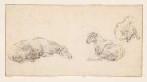 een-blad-met-drie-schetsen-van-een-liggend-schaap