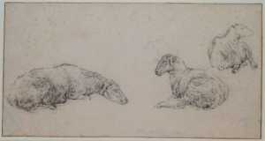 a-sheet-with-three-sketches-of-a-lying-sheep
