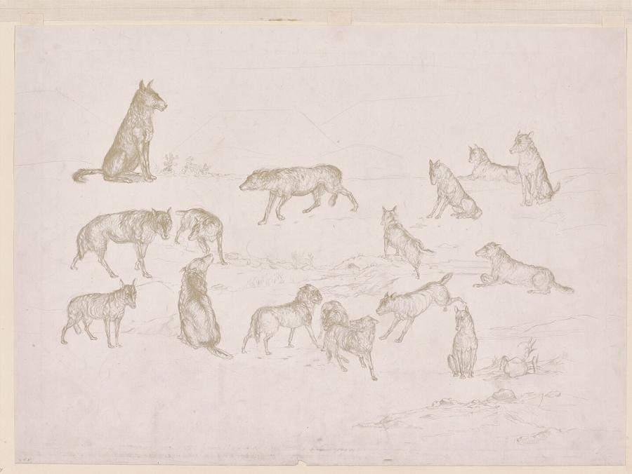 Studies of Wolves