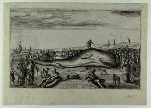 beached-sperm-whale-near-noordwijk-on-28-december-1614