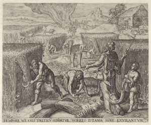 graan-en-onkruid-worden-bij-de-oogst-gescheiden