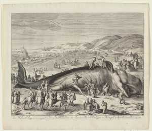 de-gestrande-potvis-bij-berkhey-op-3-februari-1598