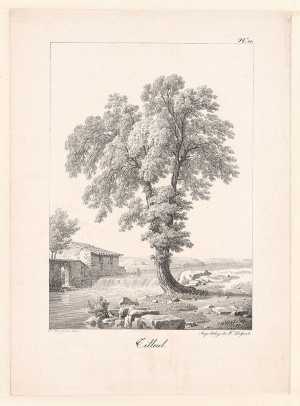 linden-tree
