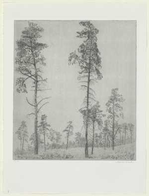 landschap-in-de-omgeving-van-bilthoven-bos-ii