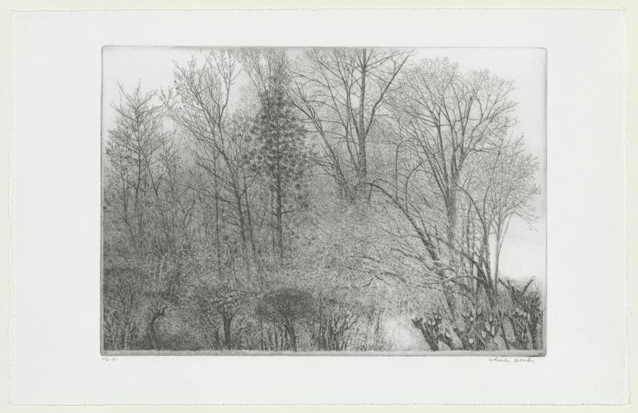 Bomen en struiken Rhijnauwen