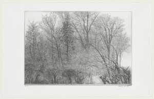 bomen-en-struiken-rhijnauwen