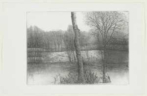 vijver-in-het-bos-tafeleenden