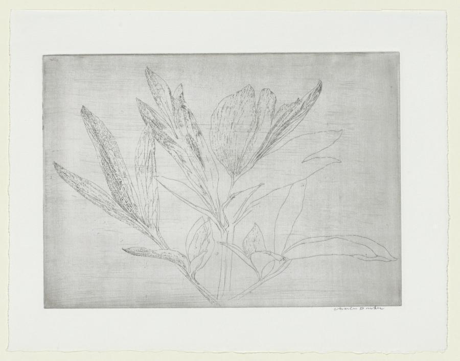 Pioenroos / Bladeren aan een stengel