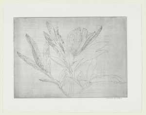 pioenroos-bladeren-aan-een-stengel