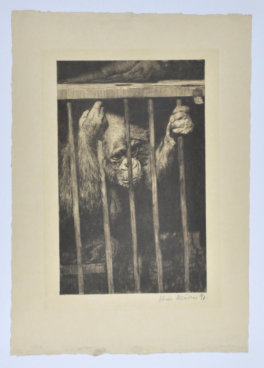 Orangutan