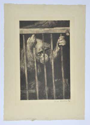 orangutan