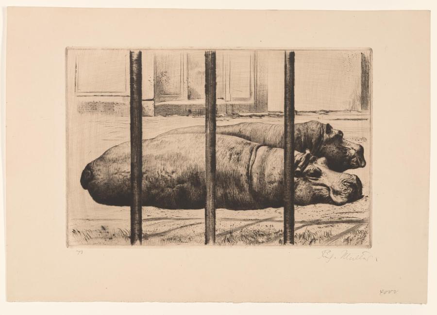 Hippos