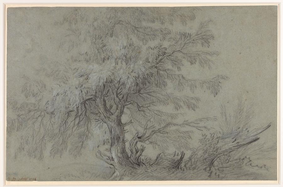 Wilgenboom en struiken