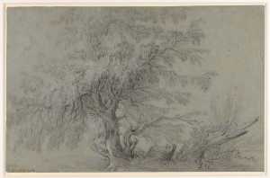 wilgenboom-en-struiken