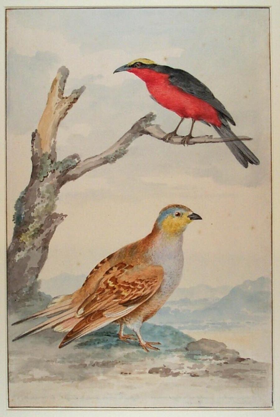 Woestijnzandhoen (Pterocles senegallus, onder), Goudkapfiskaal (Laniarius barbarus, boven)