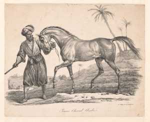 jeune-cheval-arabe