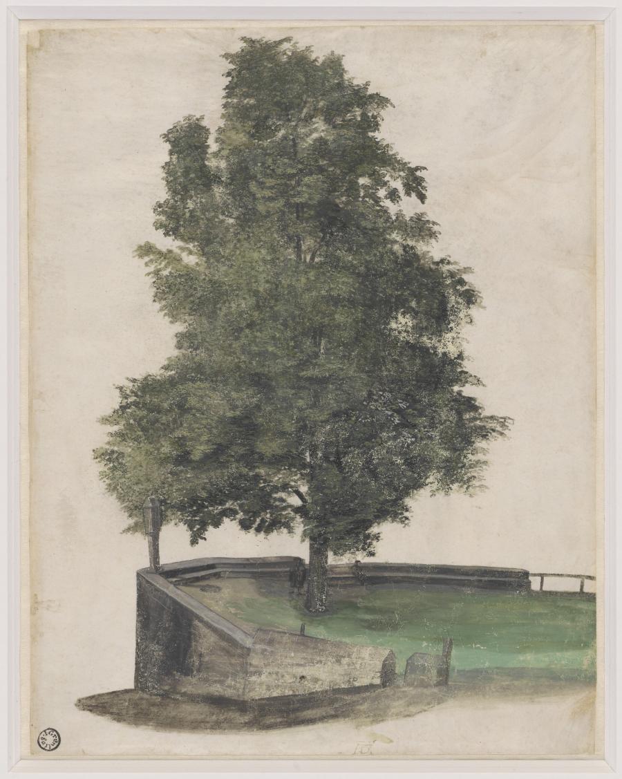 Lime Tree on the Bastion of the Burgberg in Nuremberg