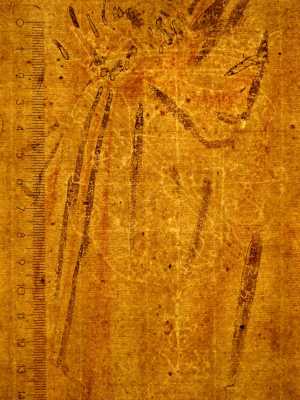 TMSFoto/PK/MB 1961 T 41 (PK)_3.jpg