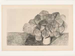 the-lime-tree-is-docile