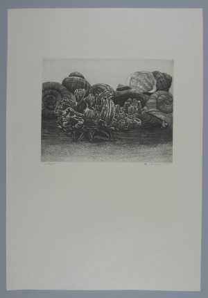 beach-still-life-with-snails-and-barnacles