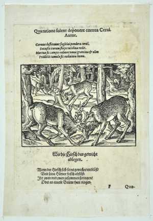 stags-fighting-page-from-the-jagdbuechlein