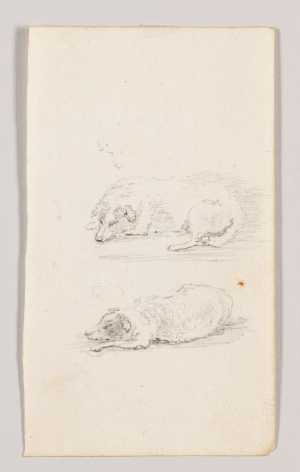 studie-van-twee-slapende-honden