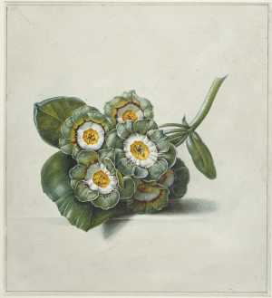 study-of-a-twig-with-flowers-of-the-primula-auricula