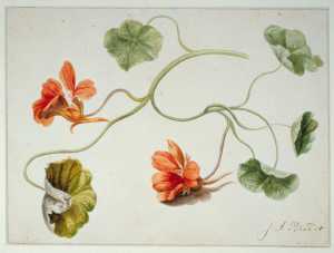 study-of-a-stem-with-flowers-of-a-garden-nasturtium-tropaeolum-majus