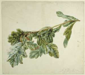 study-of-an-oak-branch-with-leaves