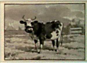 staande-koe-in-een-weiland-uit-een-serie-van-twaalf-studiebladen