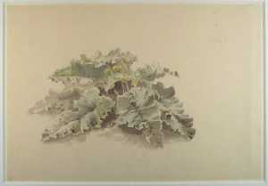 studie-van-koolbladen