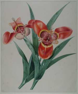 study-of-two-red-peacock-flowers-tigridia-pavonia