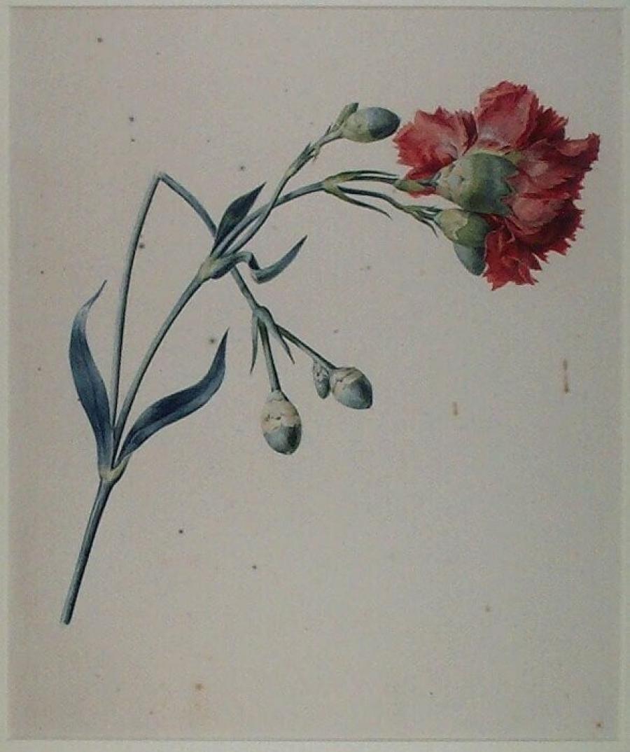 Study of a Red Clove Gillyflower (Dianthus) Museum Boijmans Van Beuningen