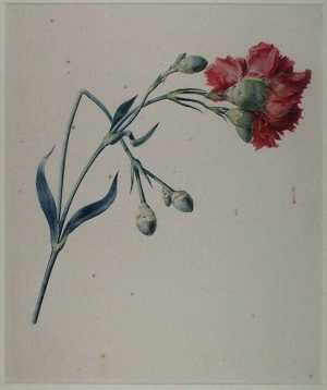 study-of-a-red-clove-gillyflower-dianthus