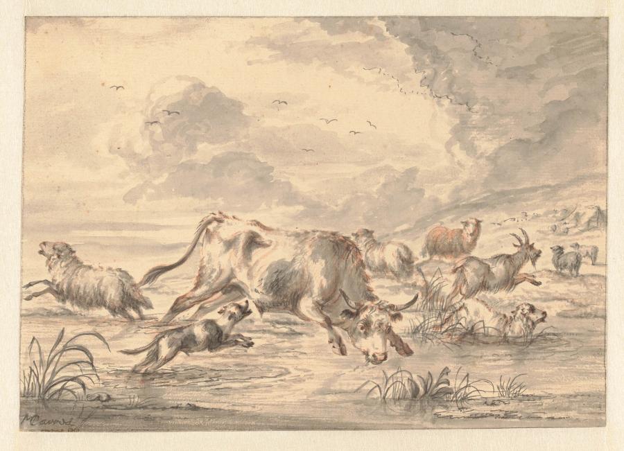 Een stier rent door een kudde schapen in een plas