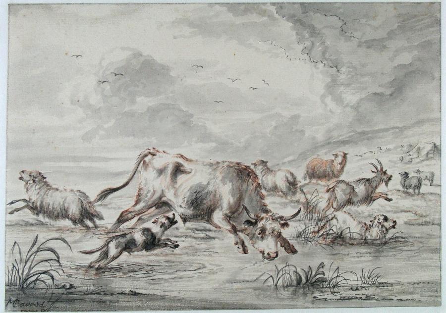 A Bull Runs Through a Herd of Sheep in a Puddle