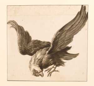 a-bird-of-prey-flying-down