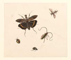 sprinkhaan-met-open-vleugels-wesp-en-kevers