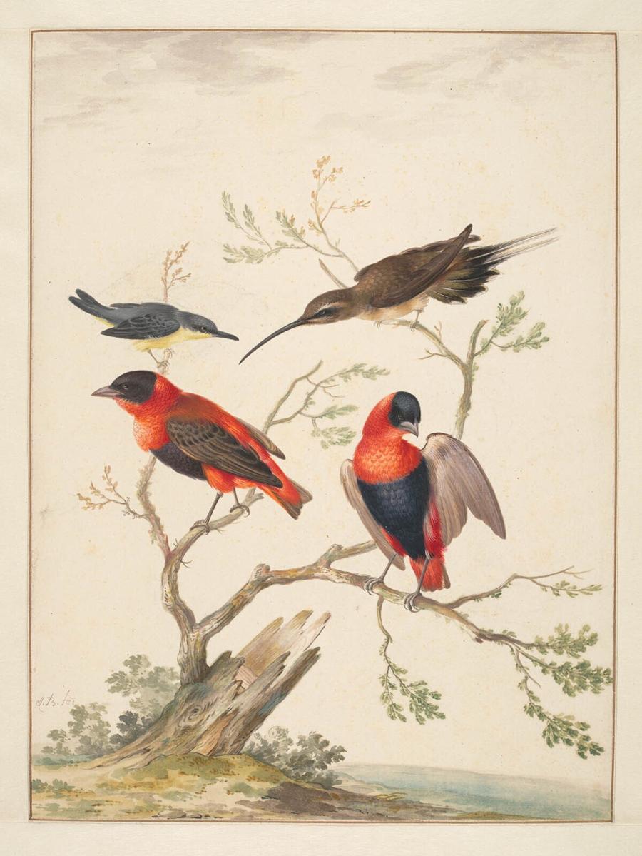 Four Birds on a Small Tree in a Landscape
