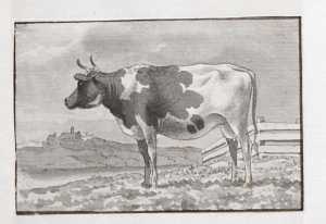 staande-koe-in-een-weiland-bij-een-watertje-uit-een-serie-van-twaalf-studiebladen