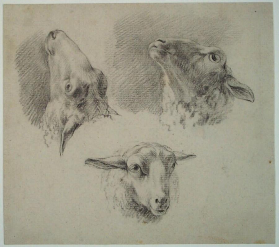 Drie studies van een schapenkop