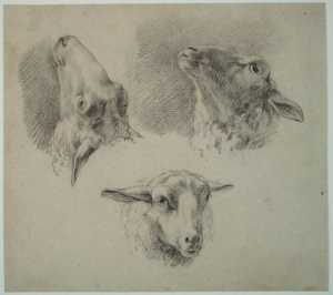 drie-studies-van-een-schapenkop
