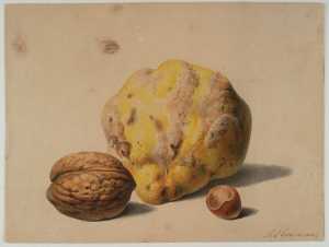 aardappel-hazelnoot-en-walnoot