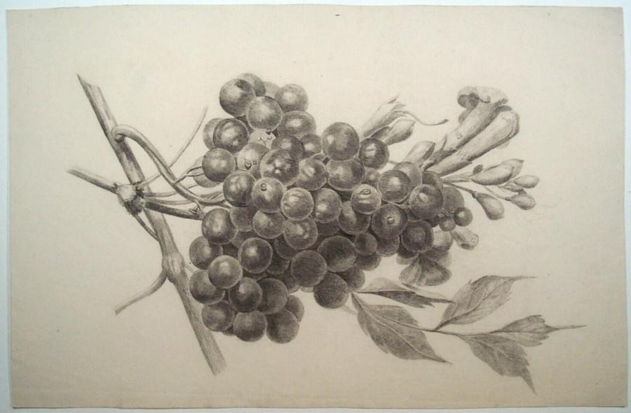 Still Life With Grapes