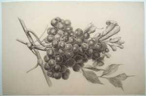 still-life-with-grapes